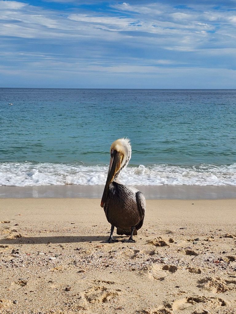 20260201_1557054171245459743197067